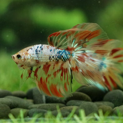 Candy Koi Halfmoon - 12 weeks old