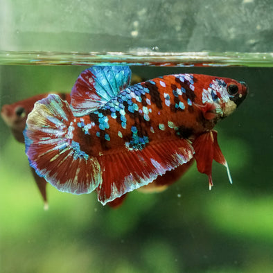 Multicolor/Galaxy Koi Plakat -16 weeks Old