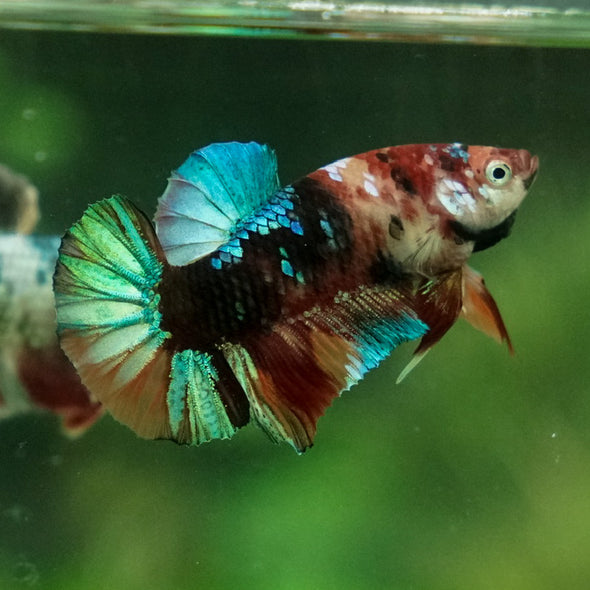 Multicolor/Galaxy Koi Plakat -11 weeks Old