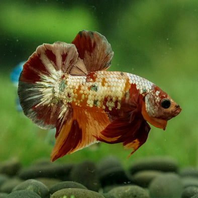 Multicolor/Galaxy Koi Plakat -15 weeks Old