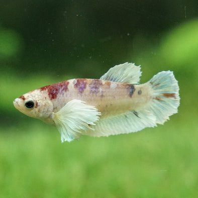 Candy Koi Dumbo Plakat- Female