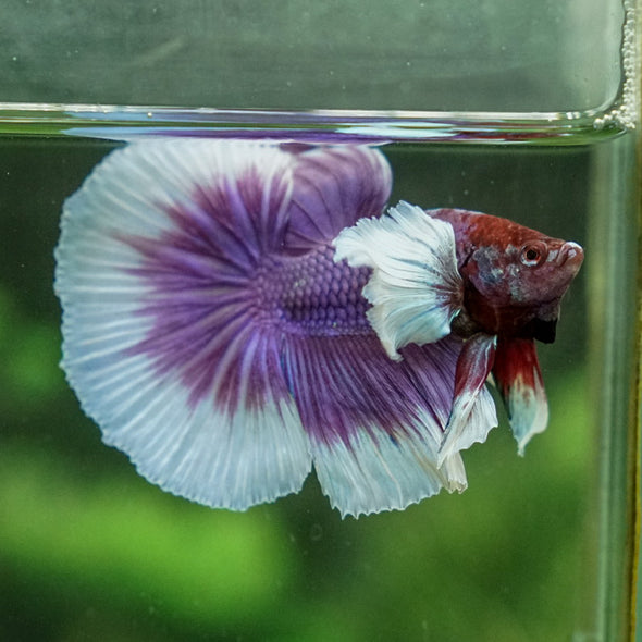 Dumbo Halfmoon - 12 weeks old