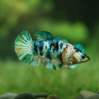 Multicolor/galaxy Koi Plakat- Female