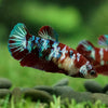 Multicolor/galaxy Dumbo Koi Plakat- Female