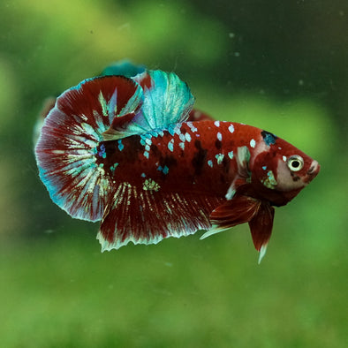 Multicolor/Galaxy Koi Plakat -13 weeks Old