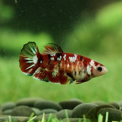 Multicolor/galaxy Koi Plakat- Female