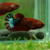Red Fancy Plakat 13 Week Old- Female