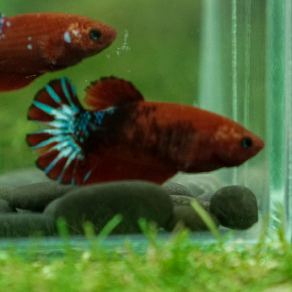 Red Fancy Plakat 13 Week Old- Female