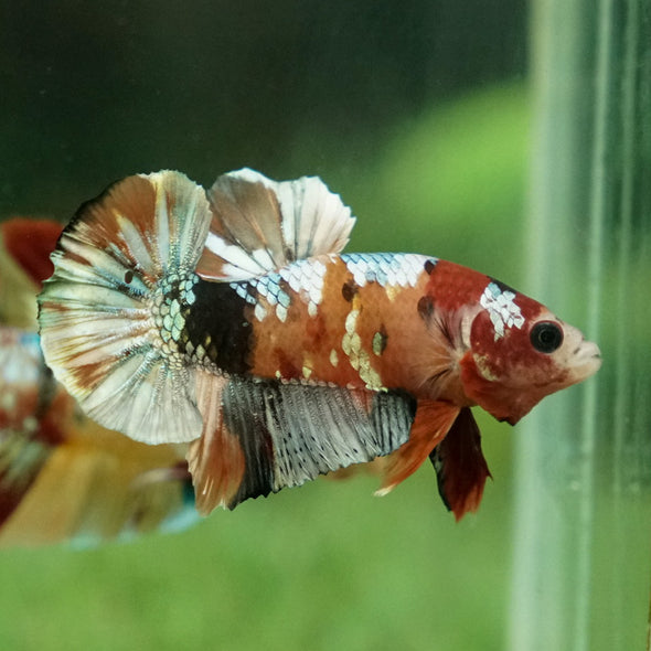 Multicolor/Galaxy Koi Plakat -15 weeks Old