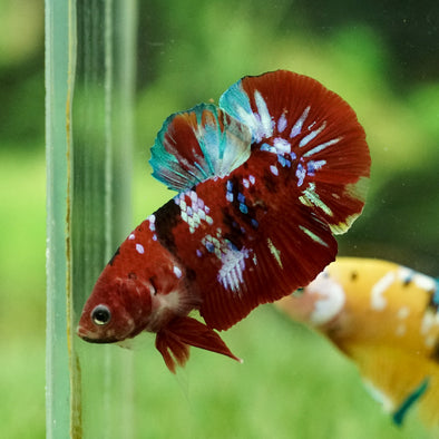 Multicolor/Galaxy Koi Plakat -16 weeks Old