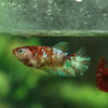 Multicolor/ Galaxy Koi Plakat- Female- 16 Weeks Old