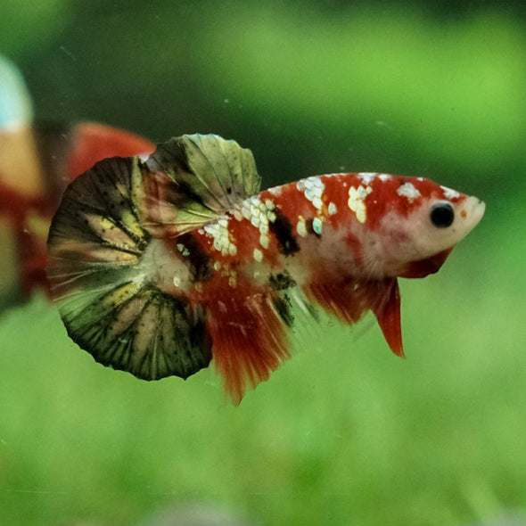 Multicolor/Galaxy Koi Plakat -11 weeks Old