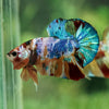 Multicolor/Galaxy Koi Plakat -15 weeks Old