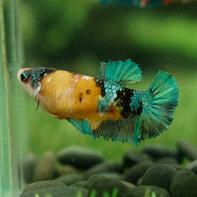 Multicolor/galaxy Koi Plakat- Female
