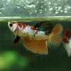 Koi Halfmoon - Female