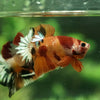 Copper/Gold Galaxy Koi Plakat - 11 Weeks Old