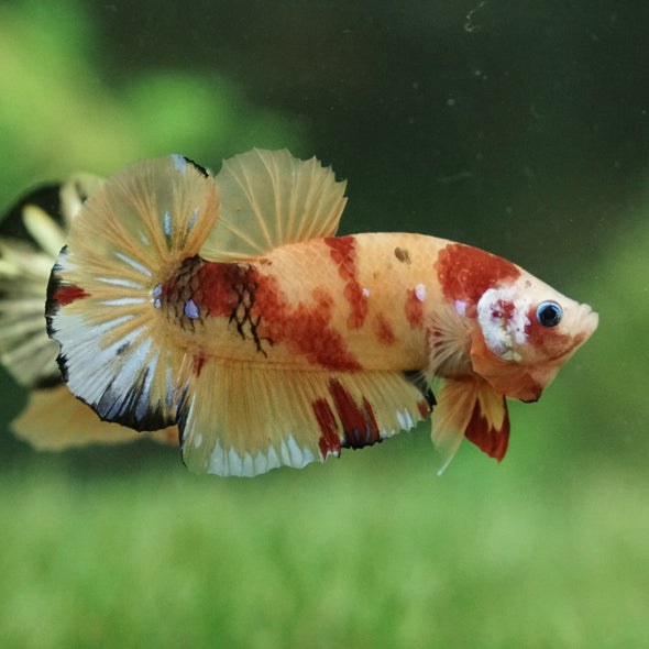 Multicolor/Galaxy Koi Plakat -12 weeks Old