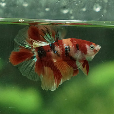 Galaxy Koi Halfmoon - 12 weeks old