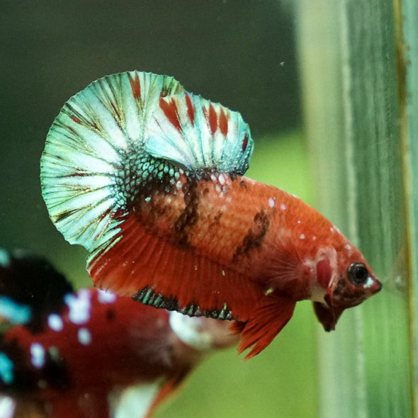 Multicolor/Galaxy Koi Plakat -11 weeks Old