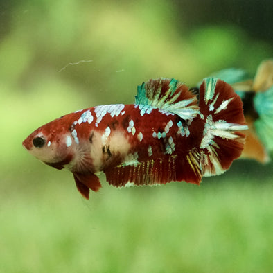 Multicolor/galaxy Koi Plakat- Female Breeder Grade