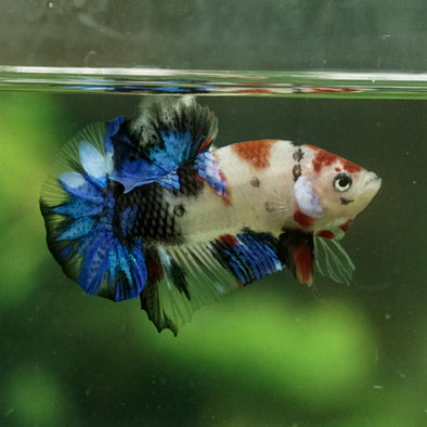 Multicolor/Galaxy Koi Plakat -11 weeks Old