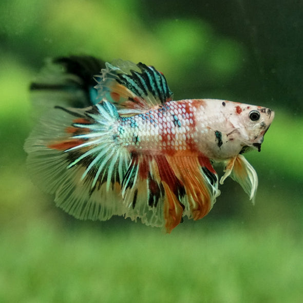 Galaxy Koi Halfmoon - 12 weeks old