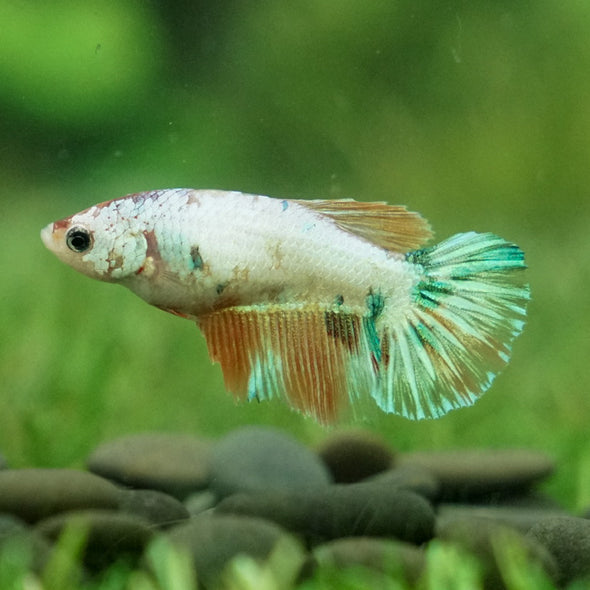 Koi Halfmoon - Female