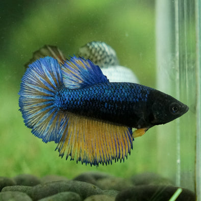 Mustard Gas Halfmoon - Female