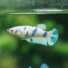 Blue/Green Dalmatian Plakat- Female