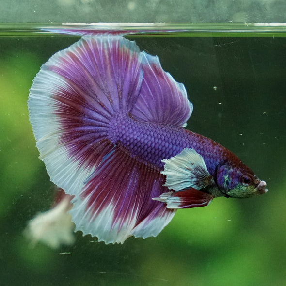 Dumbo Halfmoon - 12 weeks old