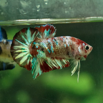 Multicolor/Galaxy Koi Plakat -14 weeks Old