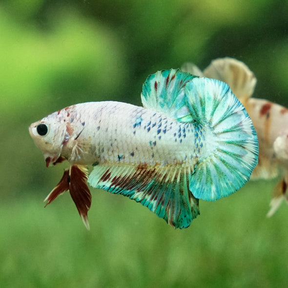 Multicolor/Galaxy Koi Plakat -11 weeks Old