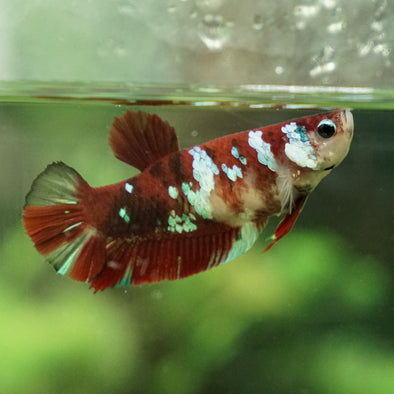 Multicolor/galaxy Koi Plakat- Female