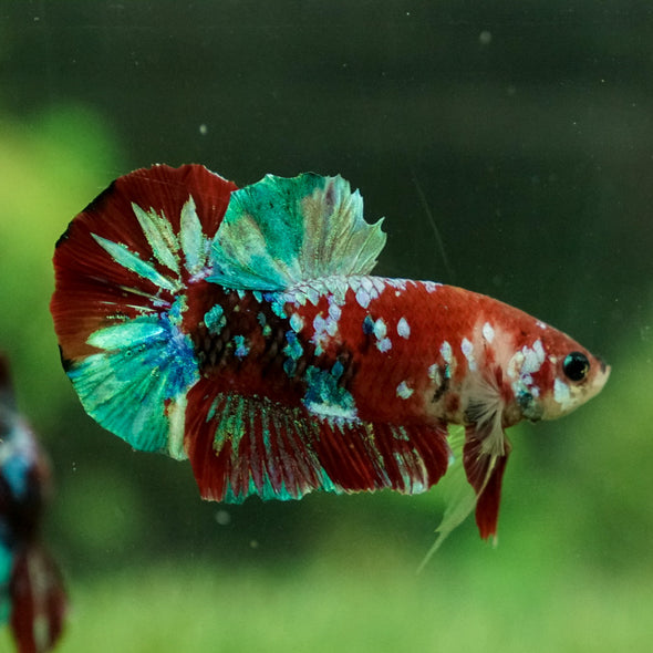 Multicolor/Galaxy Koi Plakat -15 weeks Old