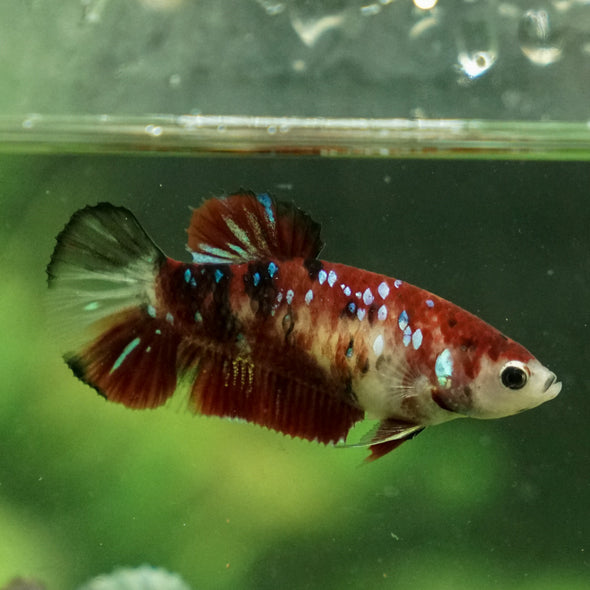 Multicolor/galaxy Koi Plakat- Female