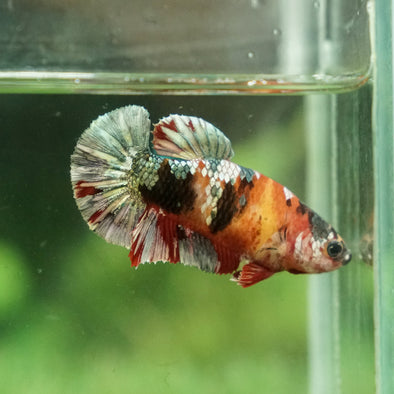 Multicolor/galaxy Koi Plakat- Female