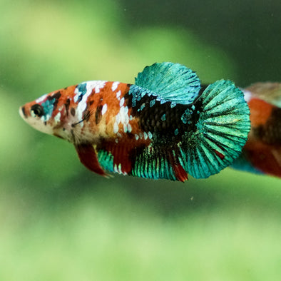 Galaxy Koi Plakat- Female