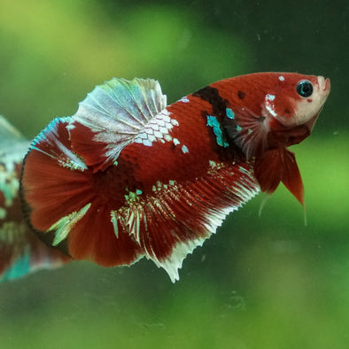 Multicolor/Galaxy Koi Plakat -13 weeks Old