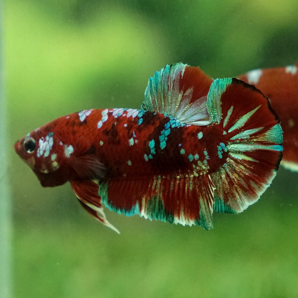 Multicolor/Galaxy Koi Plakat -13 weeks Old