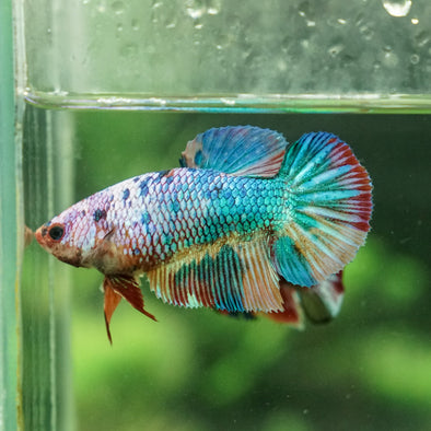 Galaxy Koi Halfmoon- Female