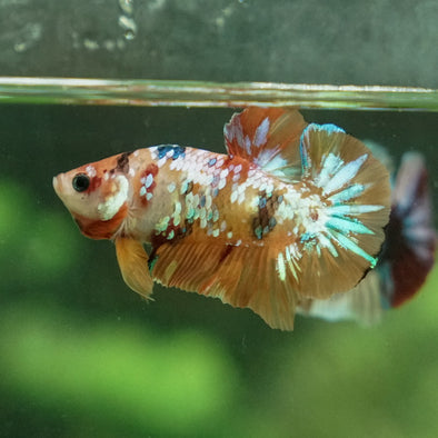 Multicolor/Galaxy Koi Plakat -14 weeks Old