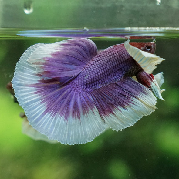 Dumbo Halfmoon - 12 weeks old