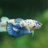 Blue/Green Dalmatian Plakat- Female