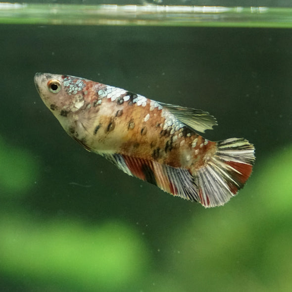 Galaxy Koi Plakat- Female