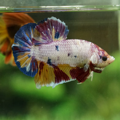 Giant Multicolor/Galaxy Koi Plakat -16 weeks Old