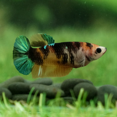 Multicolor Koi Plakat - Female