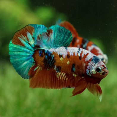 Multicolor/Galaxy Koi Plakat - Breeder Grade