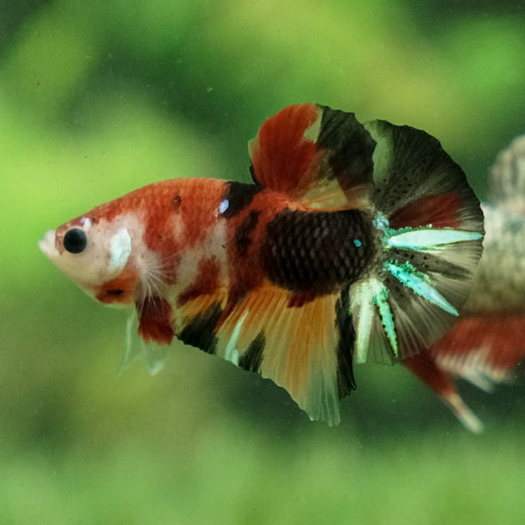 Multicolor/Galaxy Koi Plakat -11 weeks Old