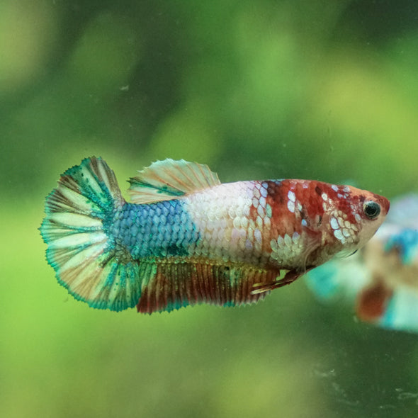 Multicolor/ Galaxy Koi Plakat- Female- 13 Weeks Old