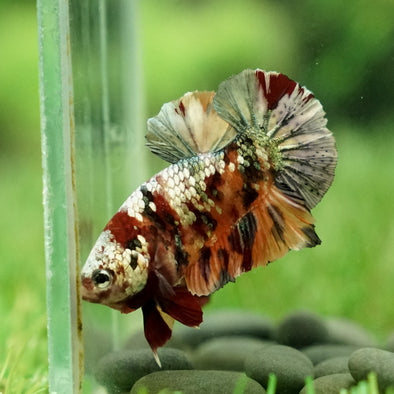 Multicolor/Galaxy Koi Plakat -12 weeks Old